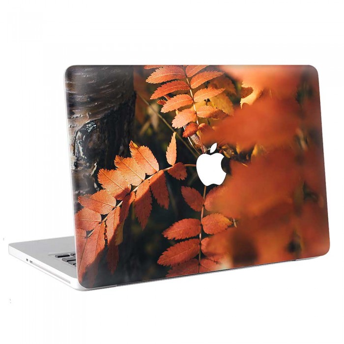 Beautiful Autumn Leaves in the Sun  MacBook Skin / Decal  (KMB-0787)